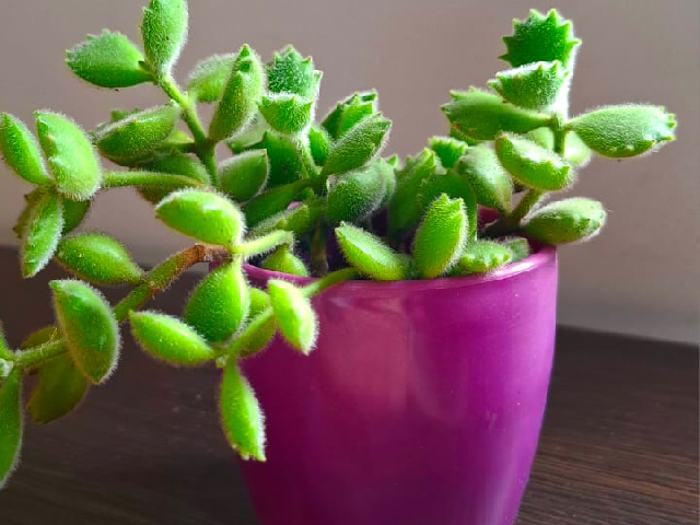 Mi mundo verde plantas